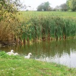 unsere Enten am Teich